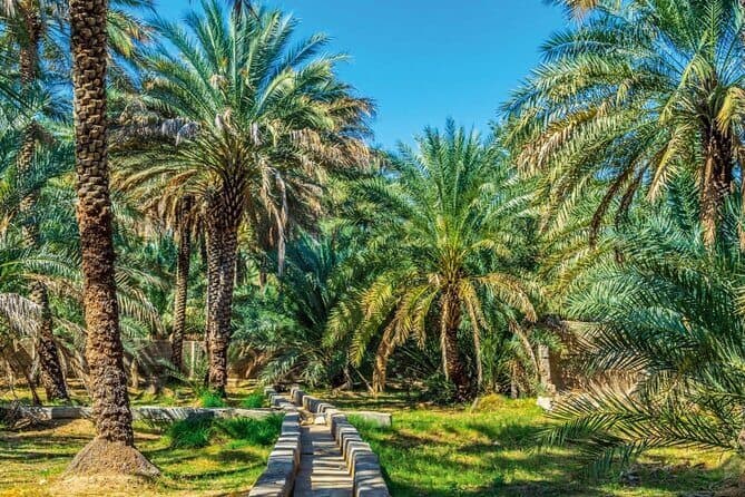 Al Ain Oasis - zdjęcie 3