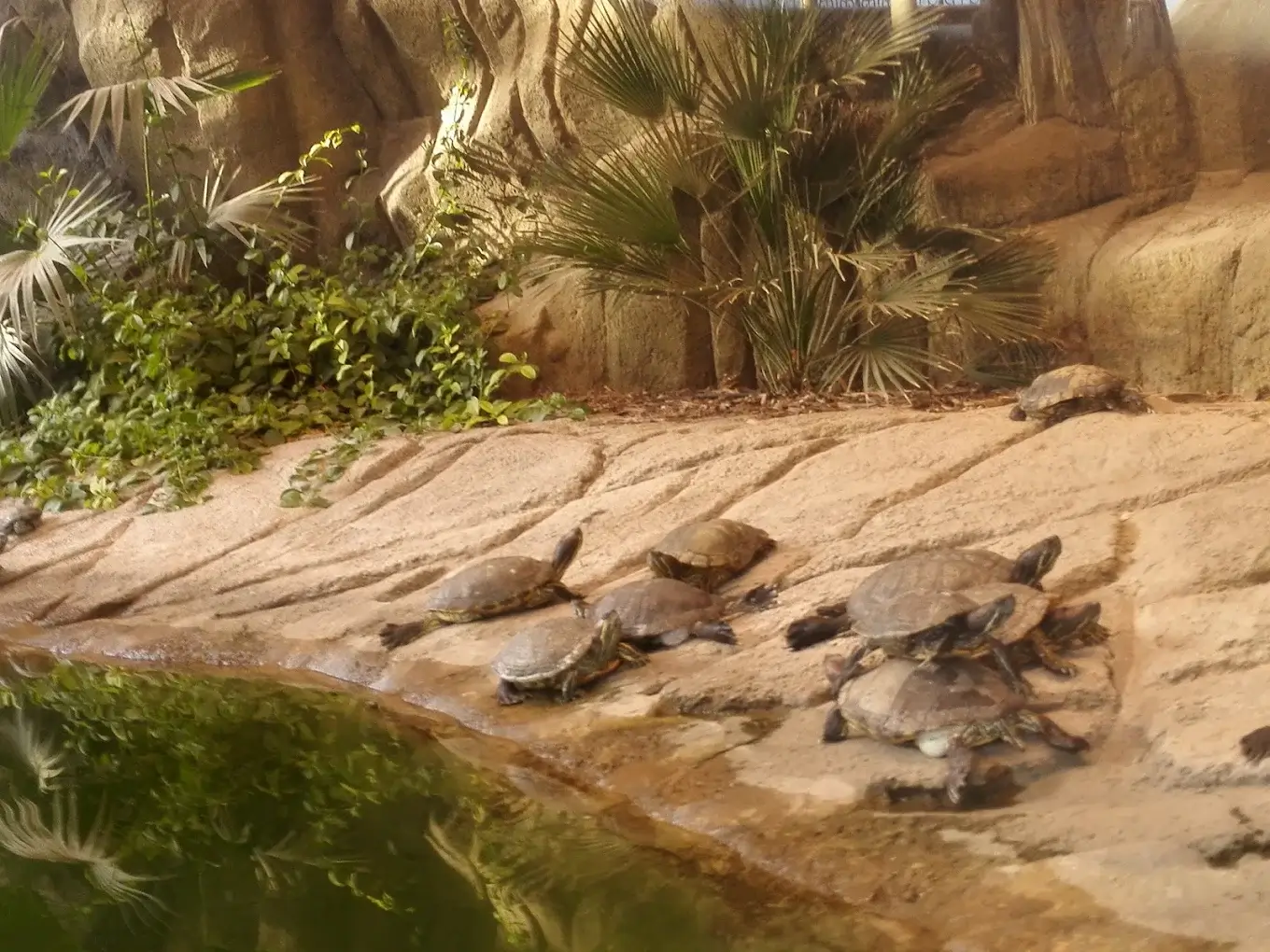 Al Ain Zoo - zdjęcie 3