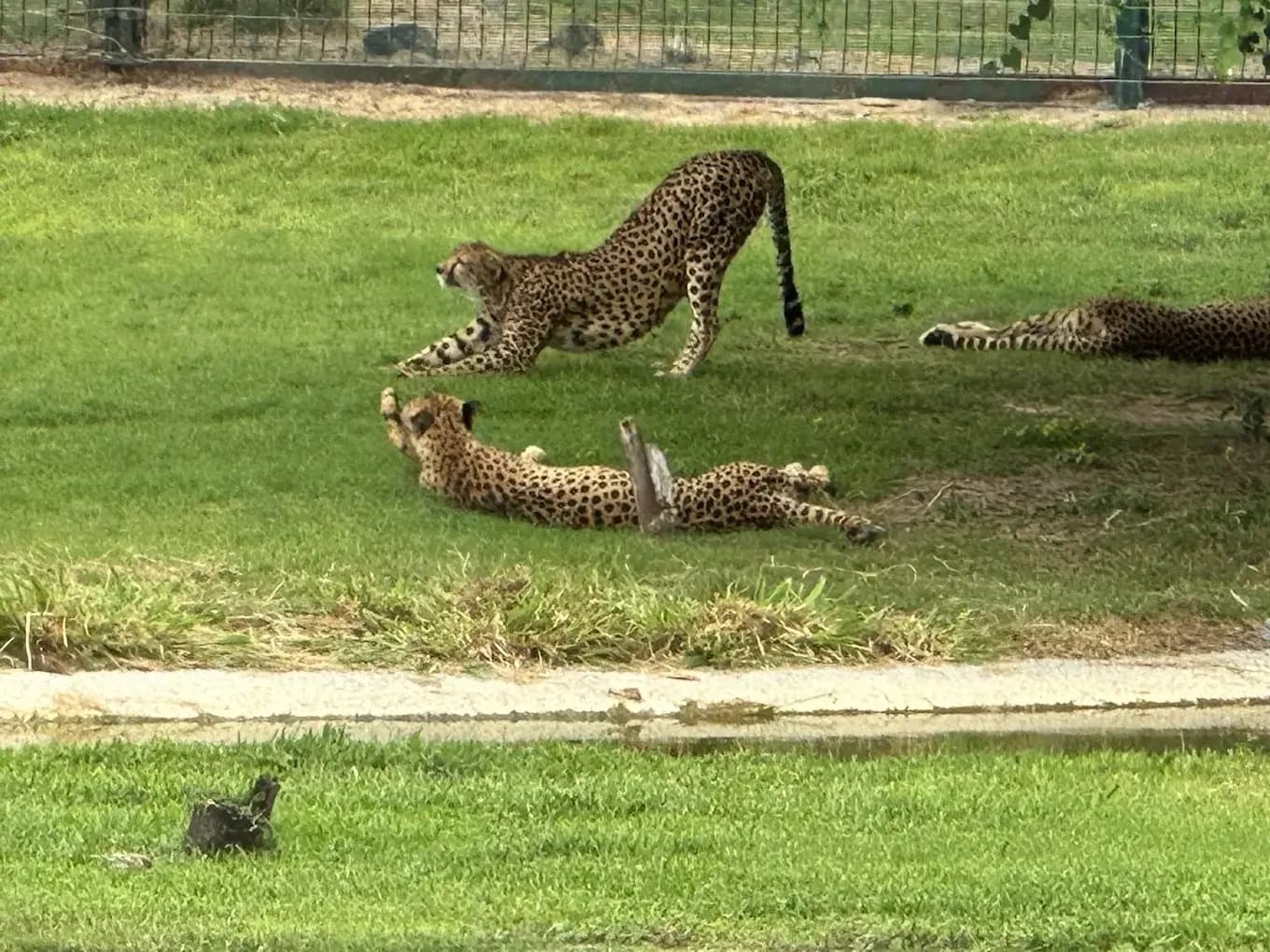 Al Ain Zoo - zdjęcie 4