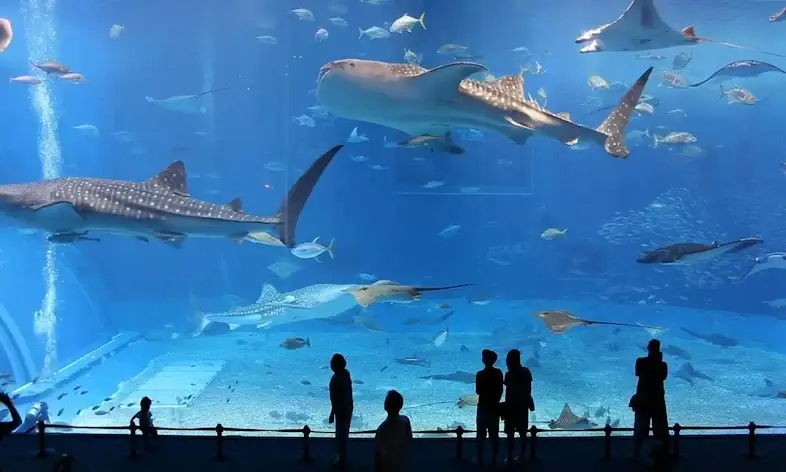 Dubai Aquarium & Underwater Zoo - zdjęcie 5