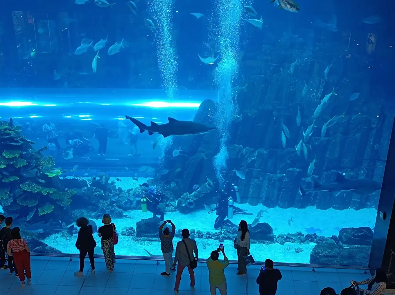 Dubai Aquarium & Underwater Zoo - zdjęcie 6