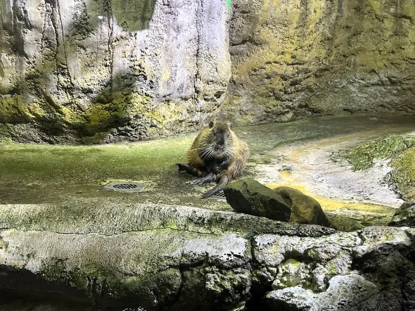 Dubai Aquarium & Underwater Zoo - zdjęcie 8