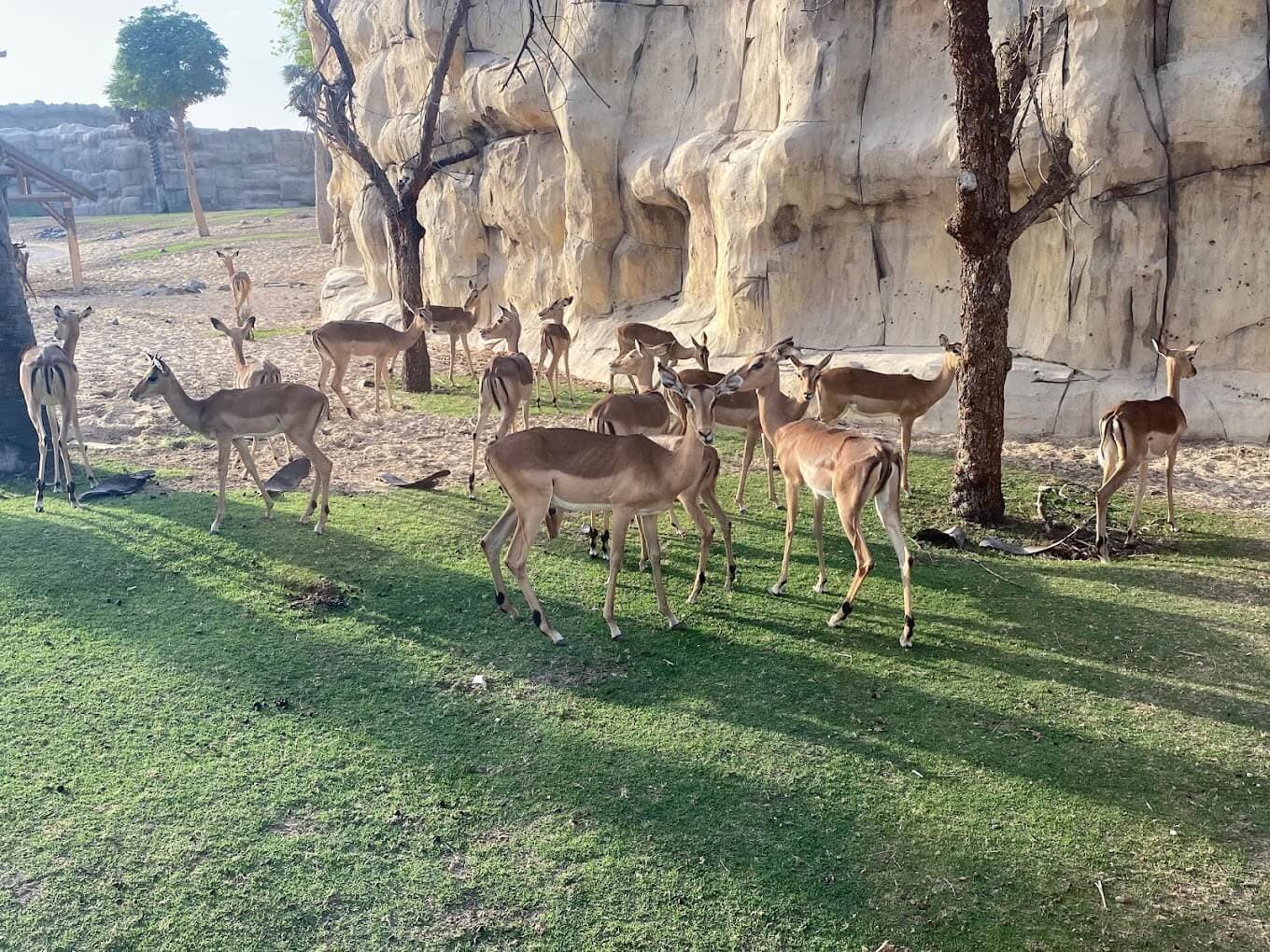 Dubai Safari Park - zdjęcie 3