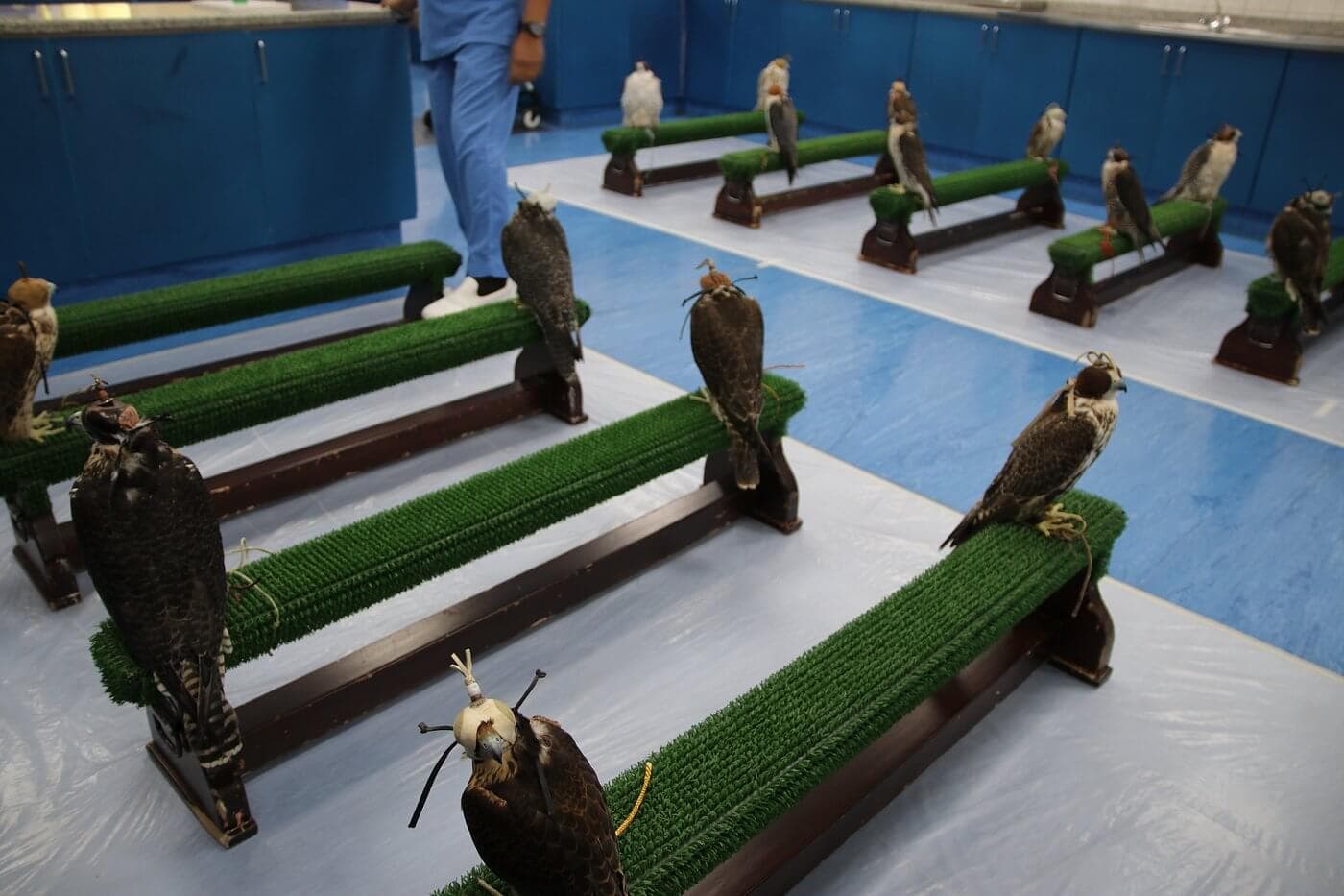 Abu Dhabi Falcon Hospital - zdjęcie 2