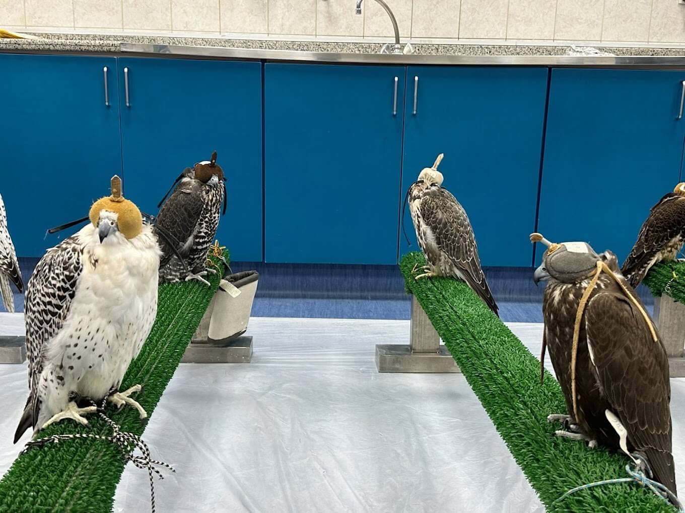 Abu Dhabi Falcon Hospital - zdjęcie 3
