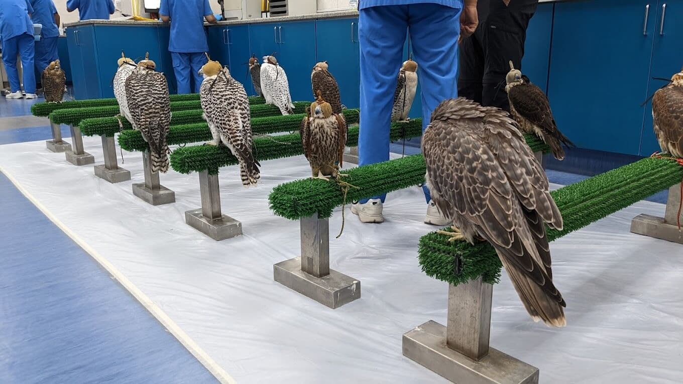 Abu Dhabi Falcon Hospital - zdjęcie 4