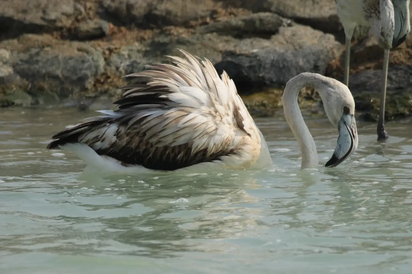 Ras Al Khor Wildlife Sanctuary - zdjęcie 2