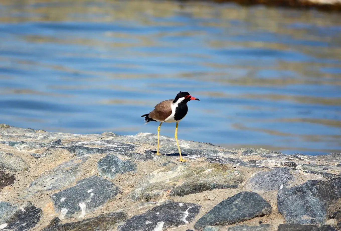 Ras Al Khor Wildlife Sanctuary - zdjęcie 3