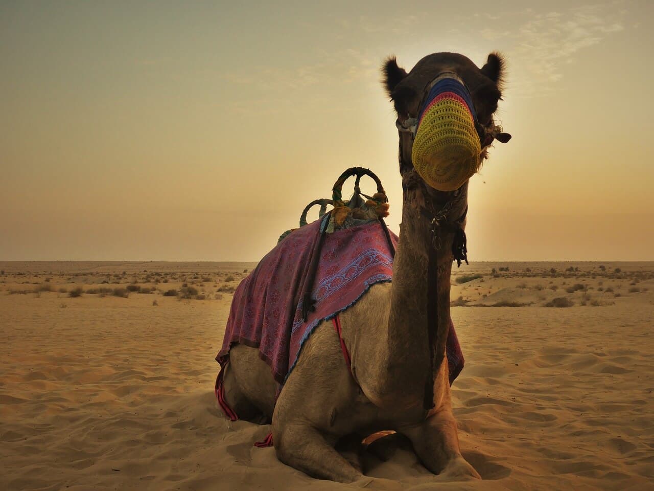 Dubai Desert Conservation Reserve