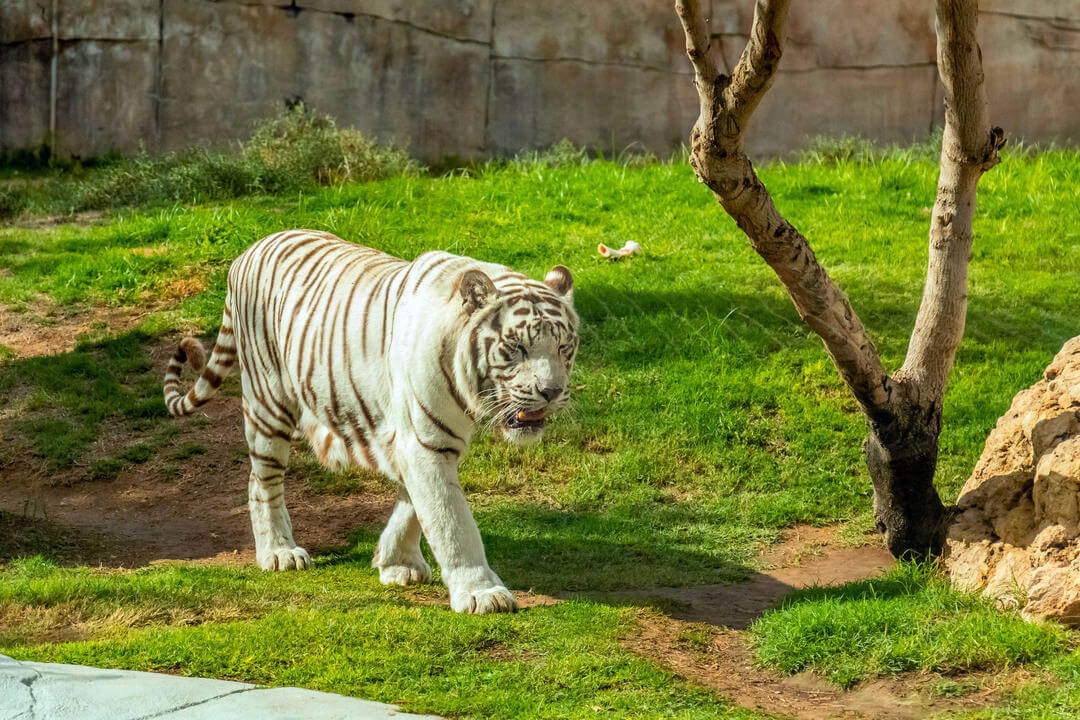 Al Ain Zoo - galeria 1