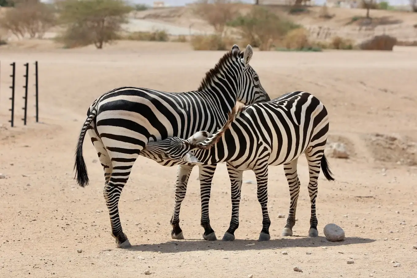 Al Ain Zoo - galeria 5