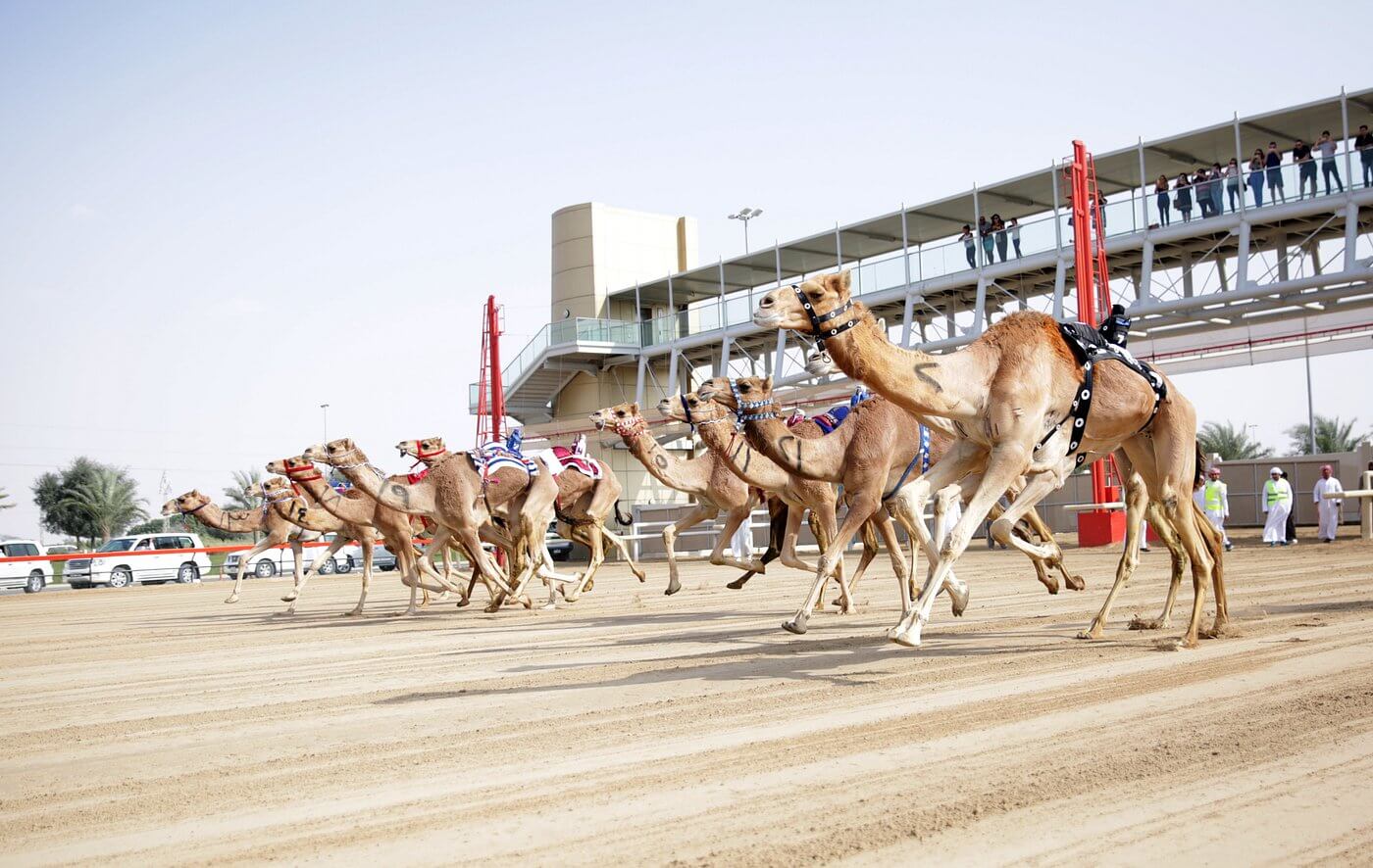 Wyścigi wielbłądów w Dubaju – przygoda, której nie zapomnisz!
