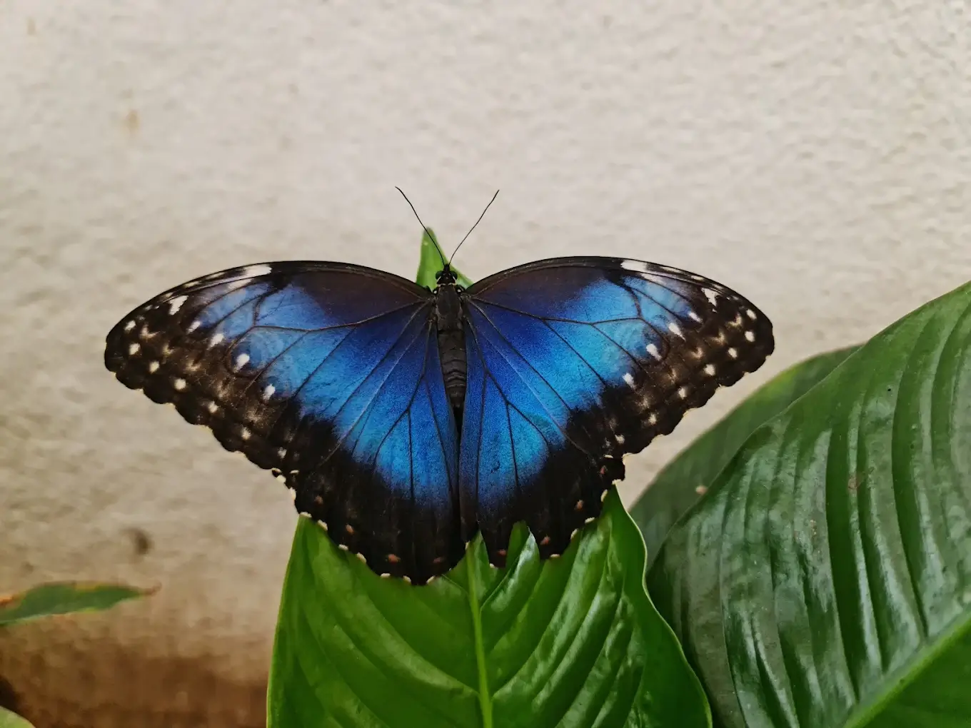 Dubai Butterfly Garden - galeria 1