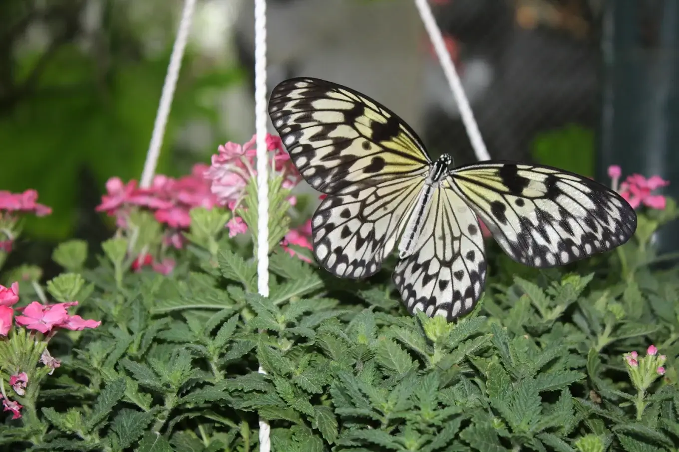 Dubai Butterfly Garden - galeria 4