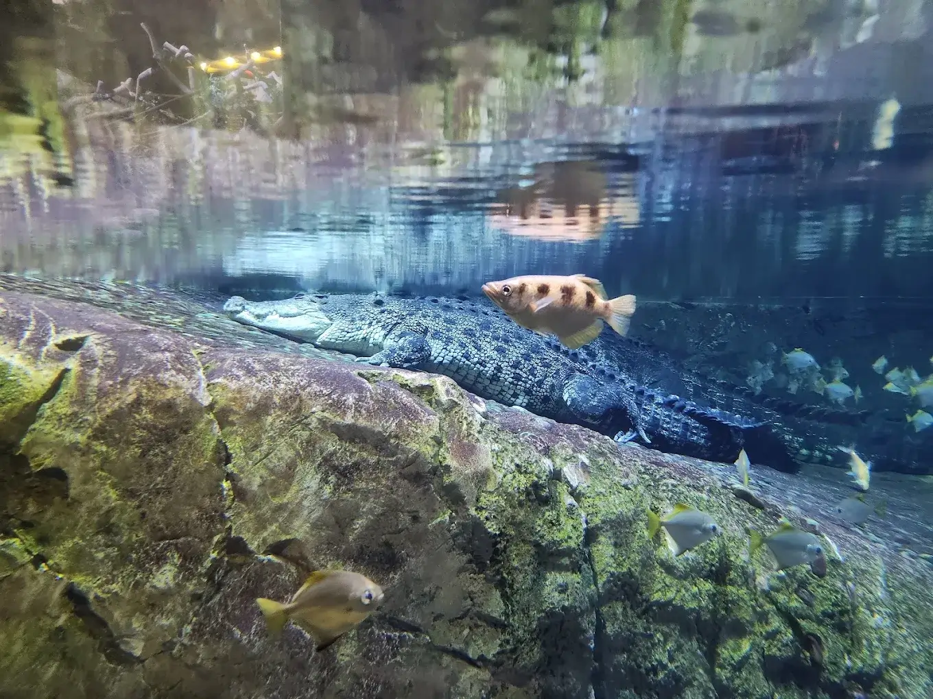 Dubai Aquarium & Underwater Zoo - galeria 3