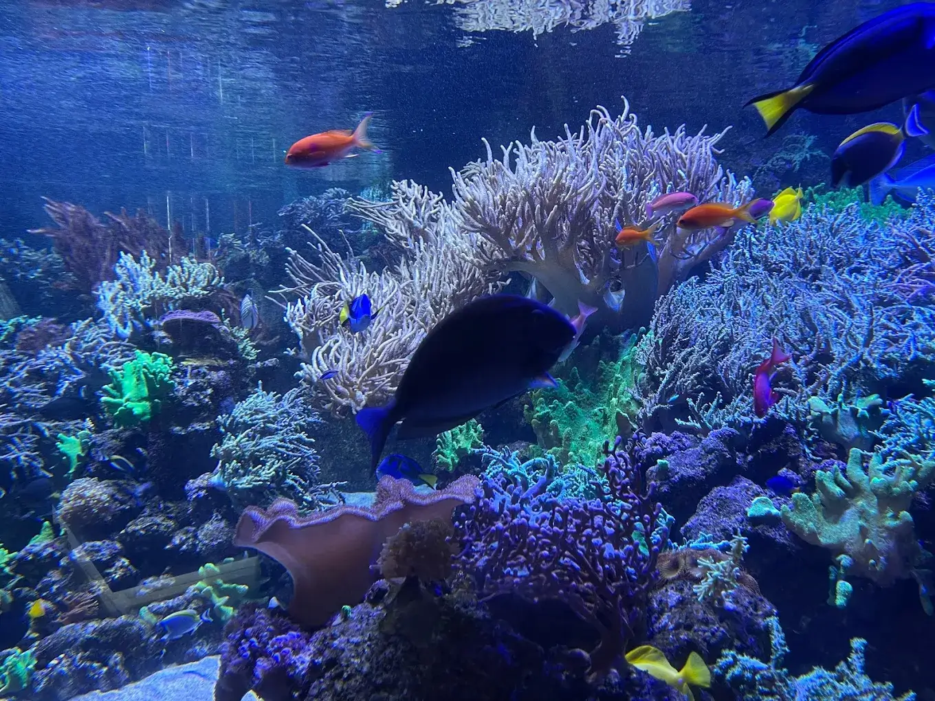 Dubai Aquarium & Underwater Zoo - galeria 4