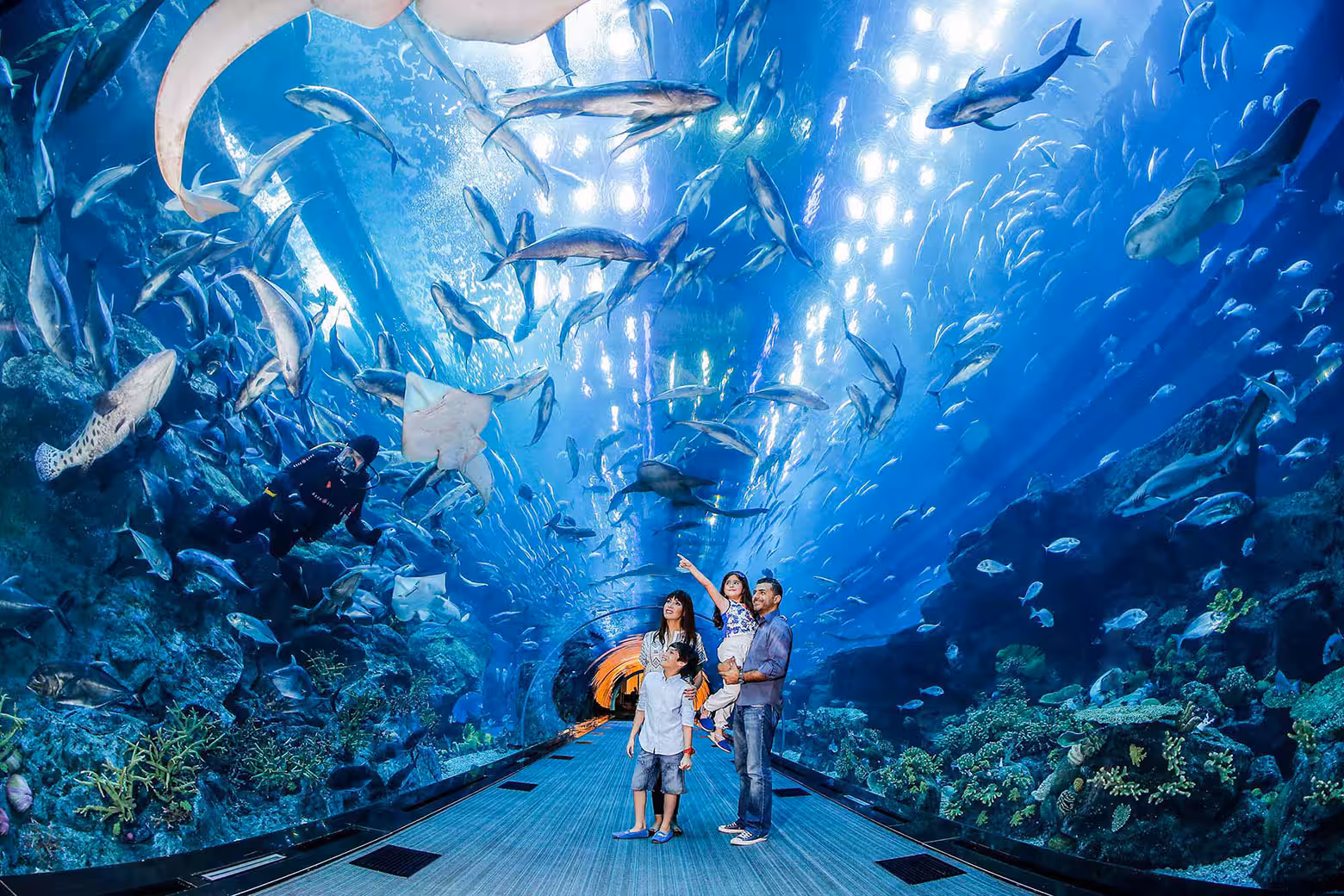Dubai Aquarium & Underwater Zoo - galeria 7