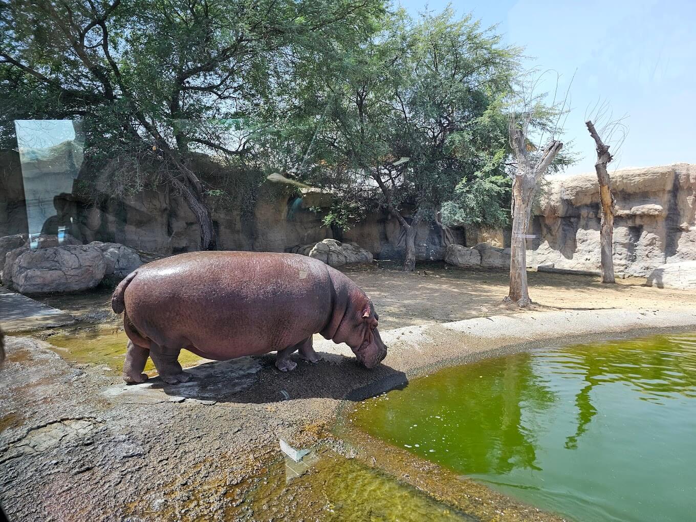 Dubai Safari Park - galeria 4