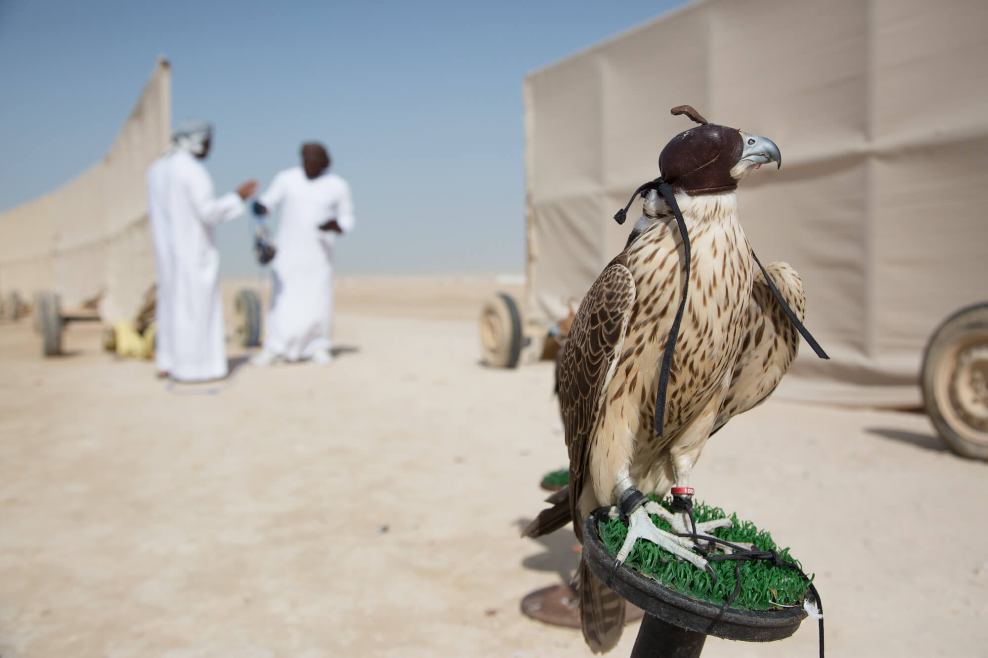 Abu Dhabi Falcon Hospital - galeria 8
