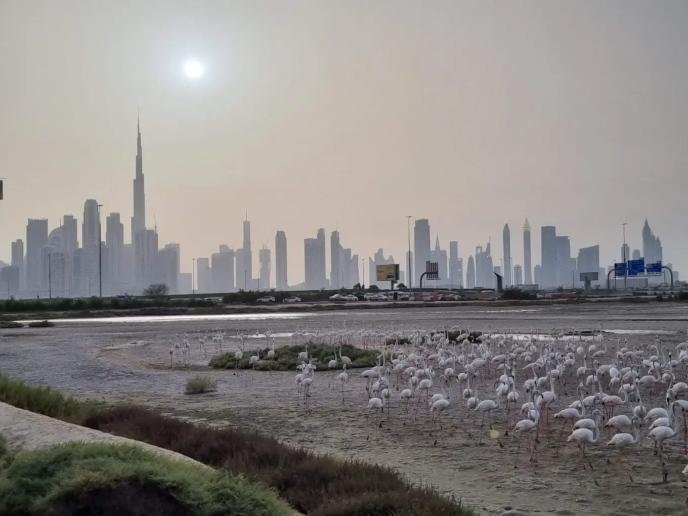 Ras Al Khor Wildlife Sanctuary - galeria 5