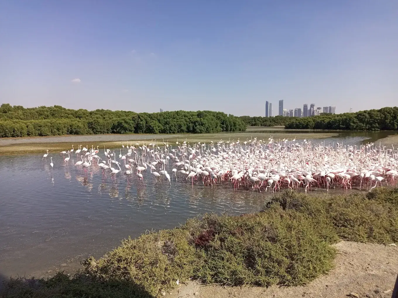 Ras Al Khor Wildlife Sanctuary
