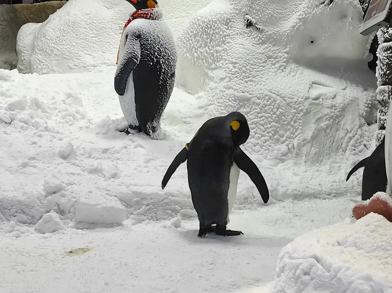 Ski Dubai - galeria 3